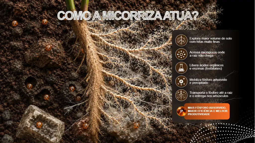 Infográfico ilustrando o processo de micorrização e seus benefícios.