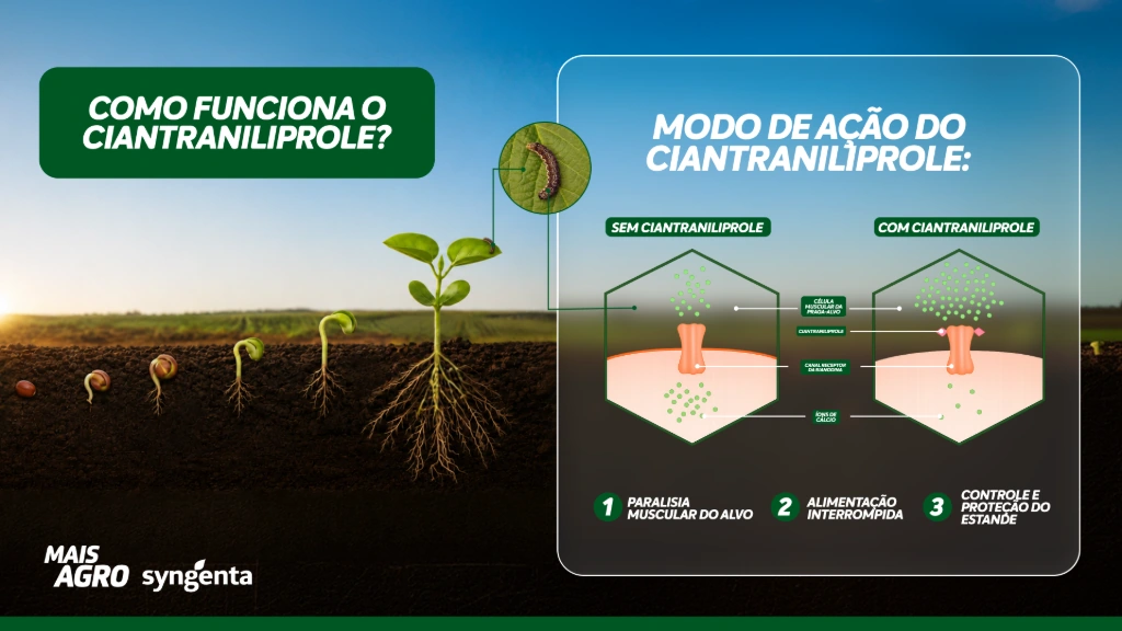 Infográfico explicando o modo de ação do ciantraniliprole, um ingrediente ativo do grupo das diamidas usado no tratamento de sementes de soja