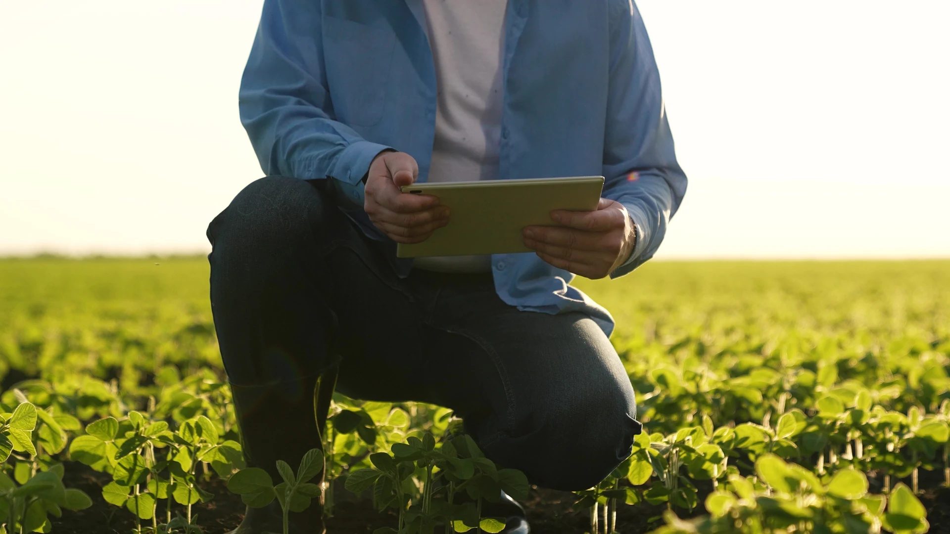agricultor trabalhando com tablet digital, agricultor no campo com brotos verdes