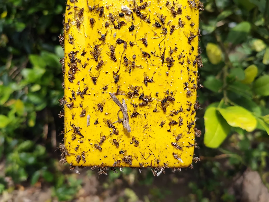 Mosca das frutas 