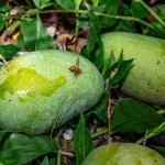 Close em fruta com mosca