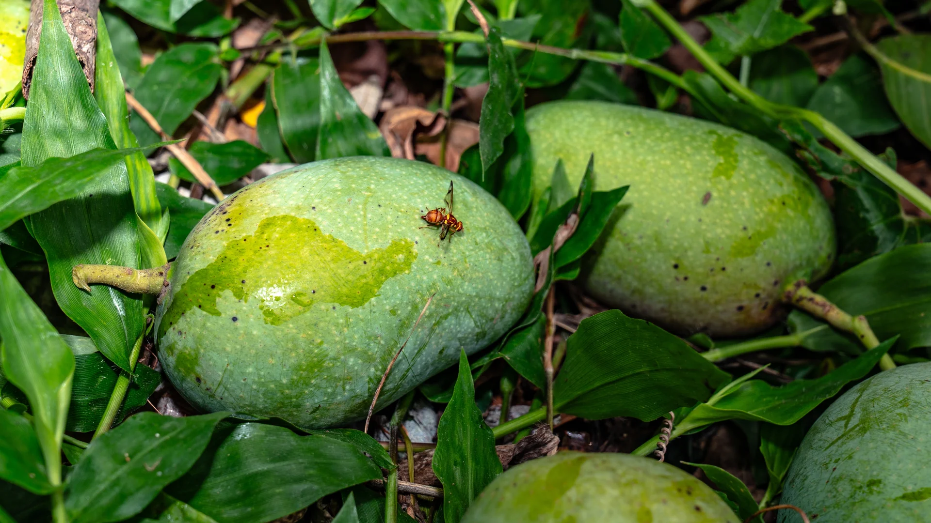 Close em fruta com mosca