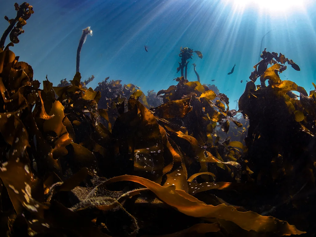 Imagem do fundo do mar e algas marinhas 