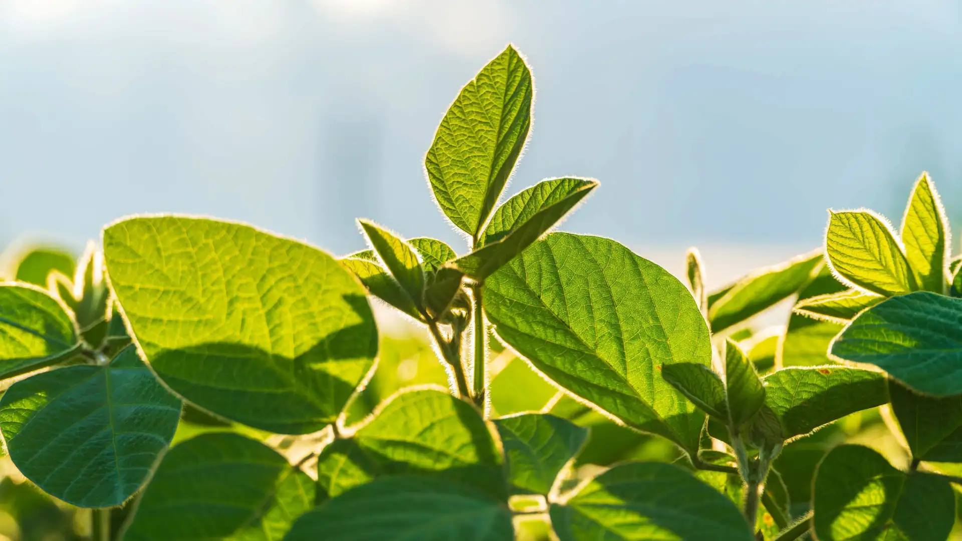 Folhas de planta de soja em lavoura sob a luz do sol