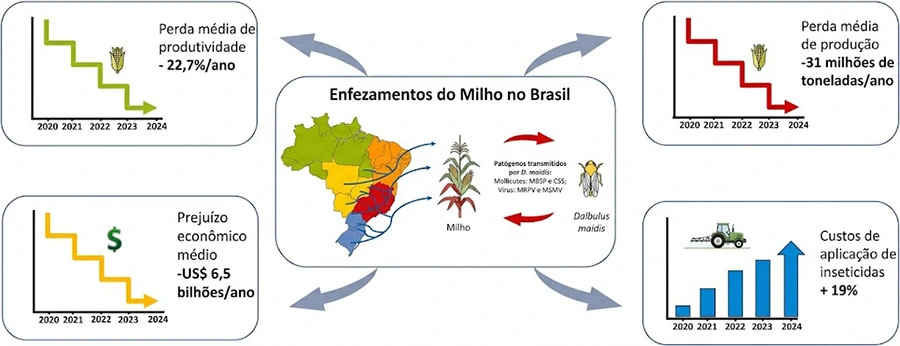  Infográfico da Embrapa destacando os prejuízos bilionários da cigarrinha-do-milho no Brasil.