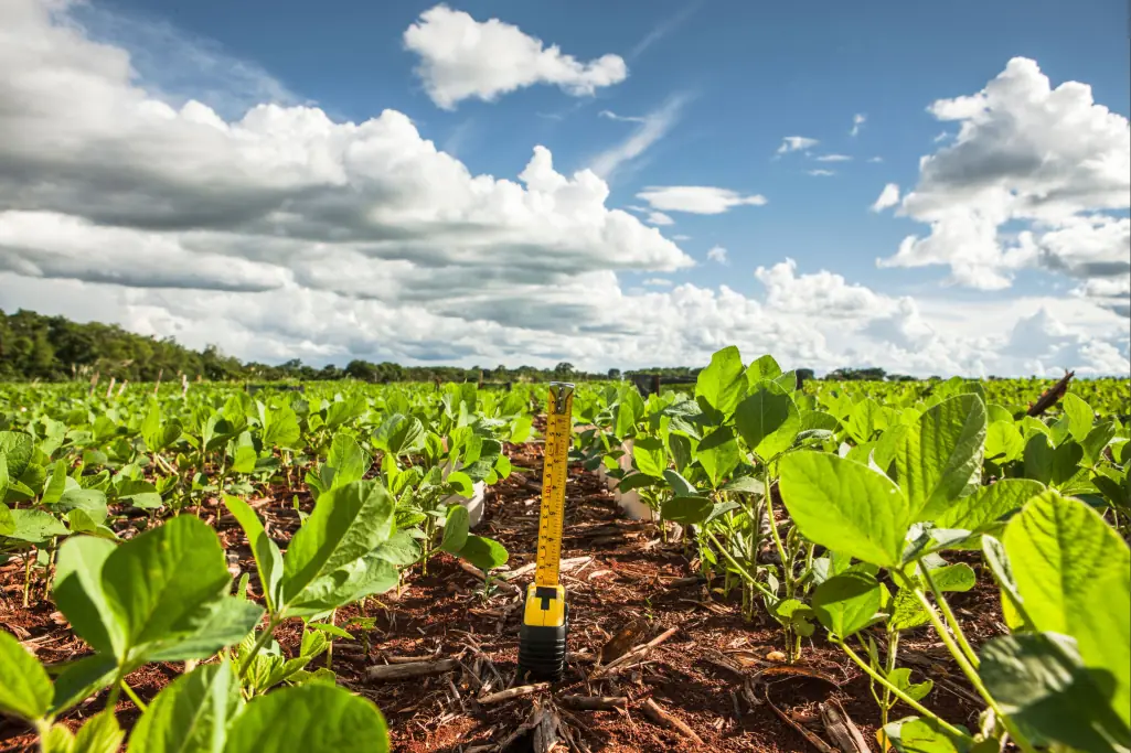 Lavoura de soja em sistema de plantio direto