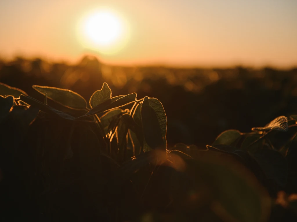 Close em plantação com por do sol ao fundo 