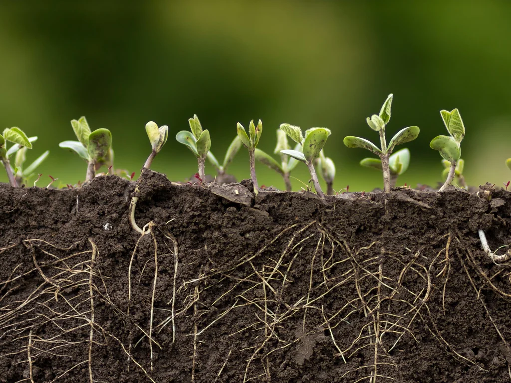 Close em plantas com raizes a mostra