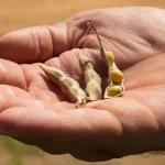 Produtor segurando três vagens de soja maduras, expondo os grãos.