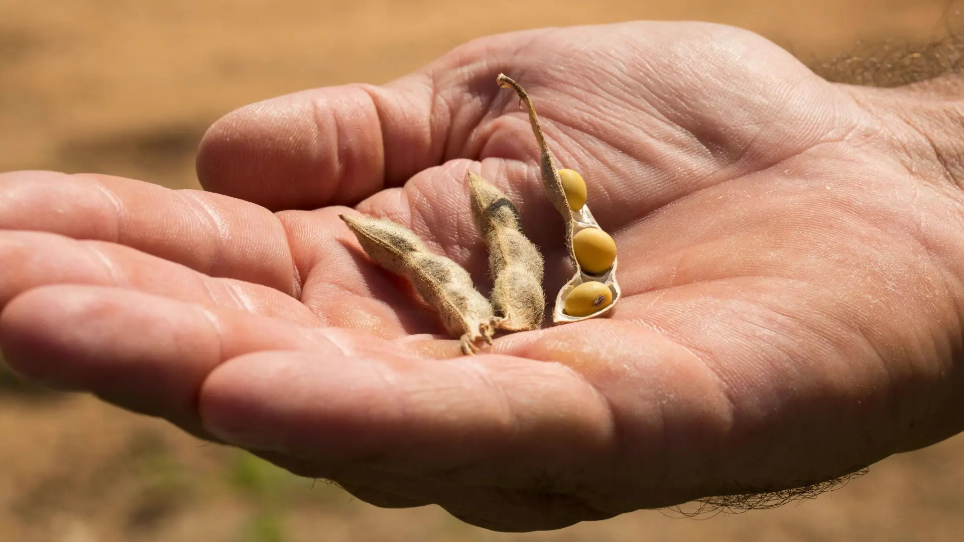 Produtor segurando três vagens de soja maduras, expondo os grãos.