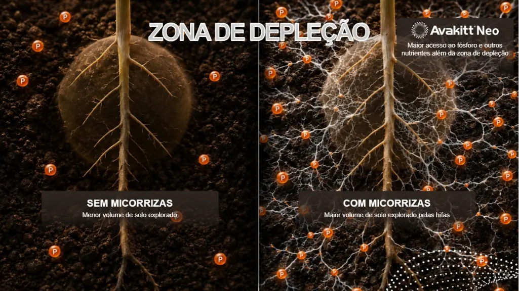 Infográfico ilustrando o efeito na zona de depleção por AVAKITT® Neo.