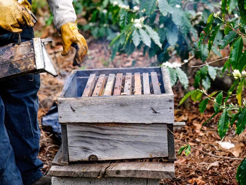Apicultor usando fumigador ao inspecionar uma colmeia de madeira em meio a um cafezal florido.