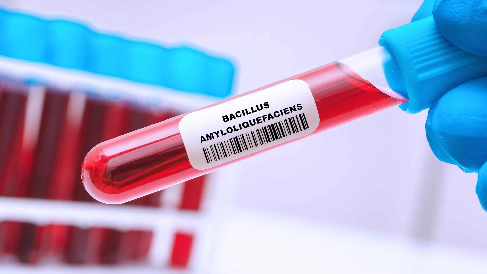 Mão com luva azul segurando tubo de ensaio com líquido vermelho em laboratório de microbiologia