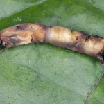 Lagarta danificada e debilitada sobre folha verde, mostrando efeito da bactéria Bacillus thuringiensis (Bt).