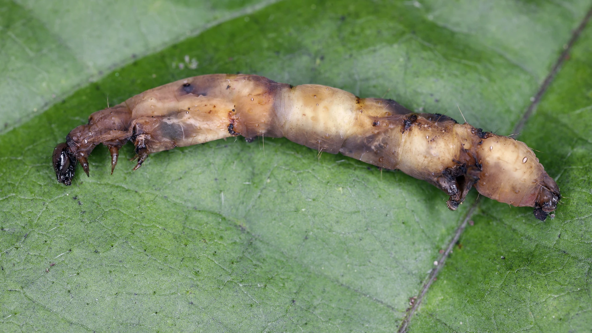 Lagarta danificada e debilitada sobre folha verde, mostrando efeito da bactéria Bacillus thuringiensis (Bt).