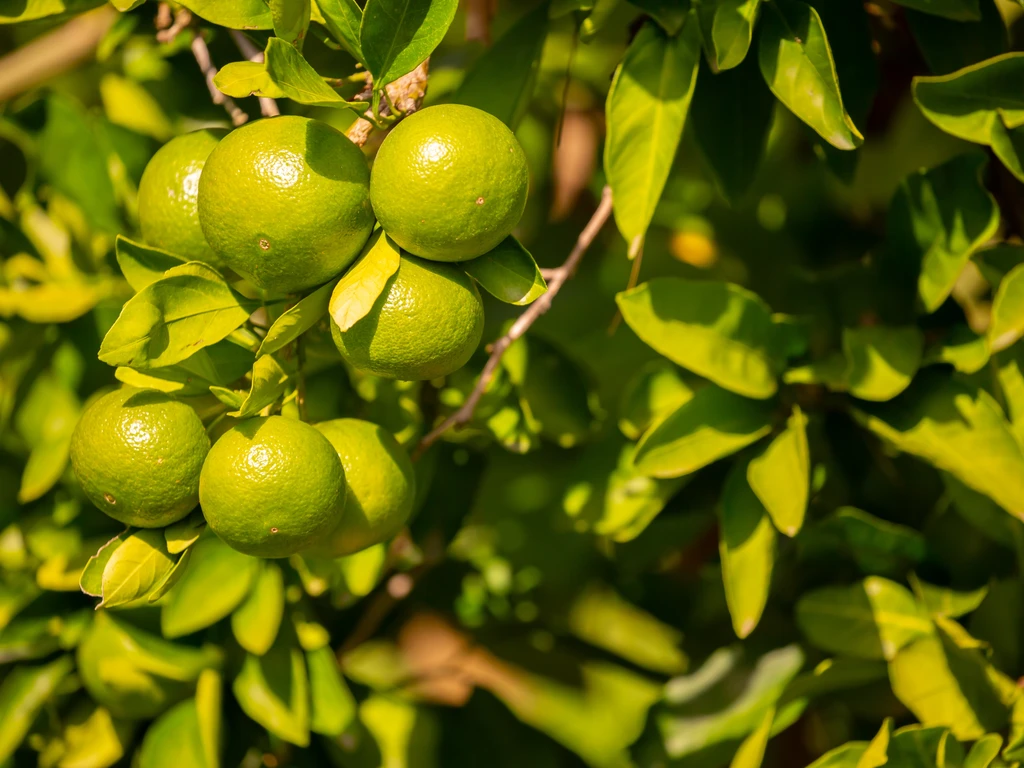 Frutas cítricas ainda verdes penduradas entre folhas na árvore, em pomar."