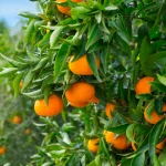 Galho de laranjeira carregado de frutas maduras alaranjadas entre folhas verdes, em pomar de citros.