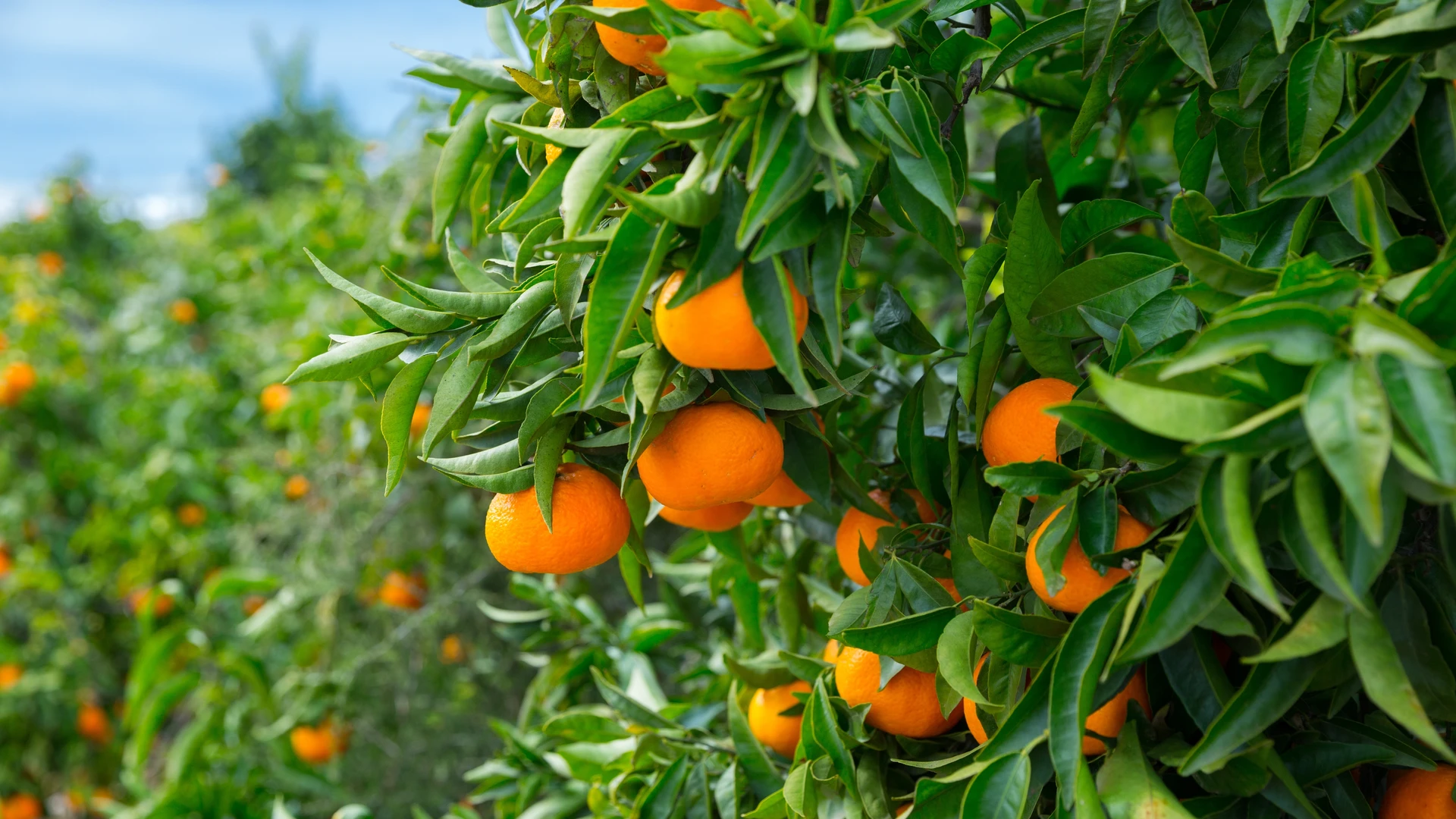 Galho de laranjeira carregado de frutas maduras alaranjadas entre folhas verdes, em pomar de citros.