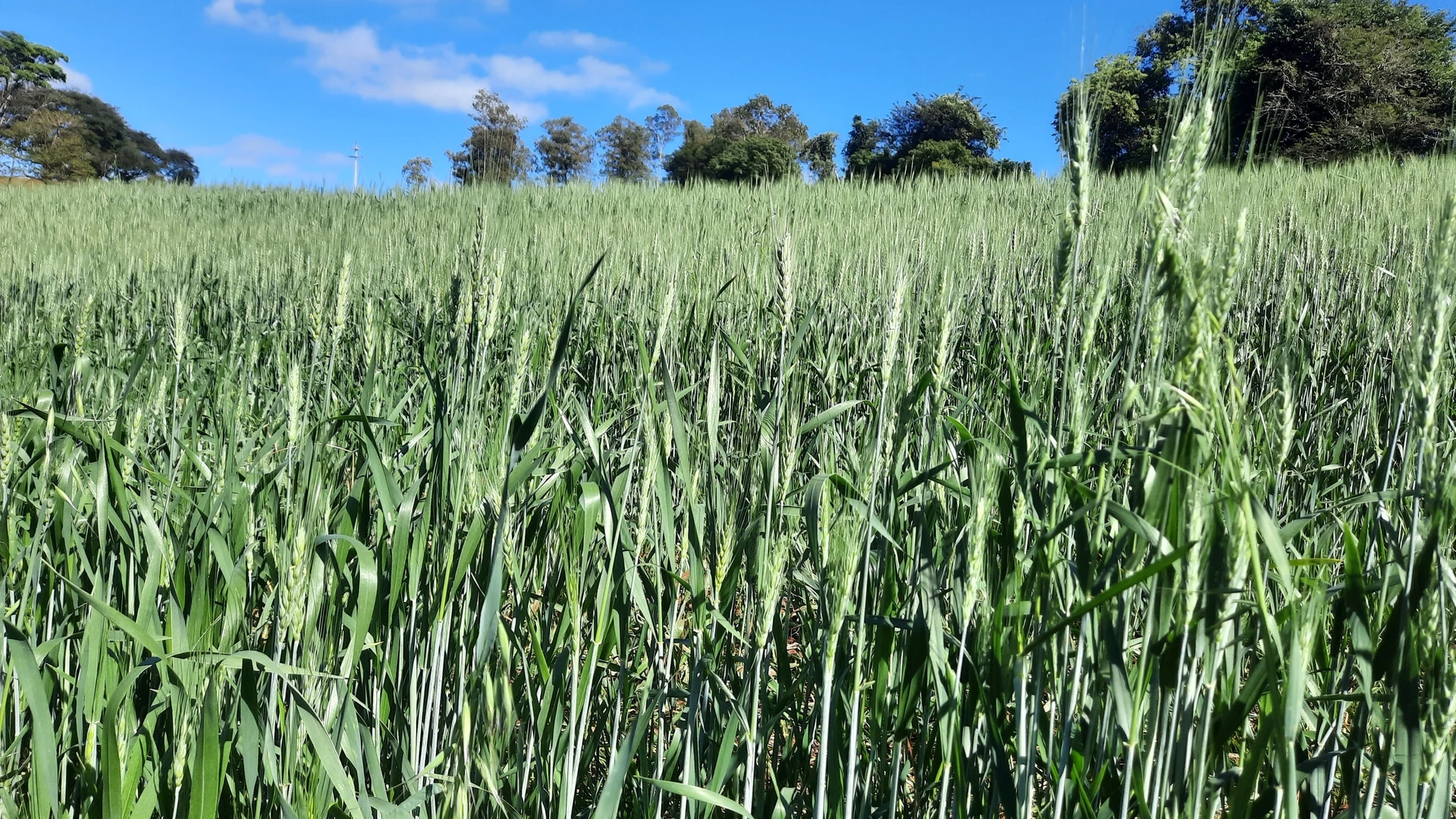 Campo verde de trigo com espigas em desenvolvimento, sob céu azul com nuvens esparsas.