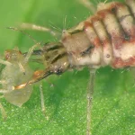Larva de crisopídeo capturando um pulgão com as mandíbulas sobre uma folha verde.