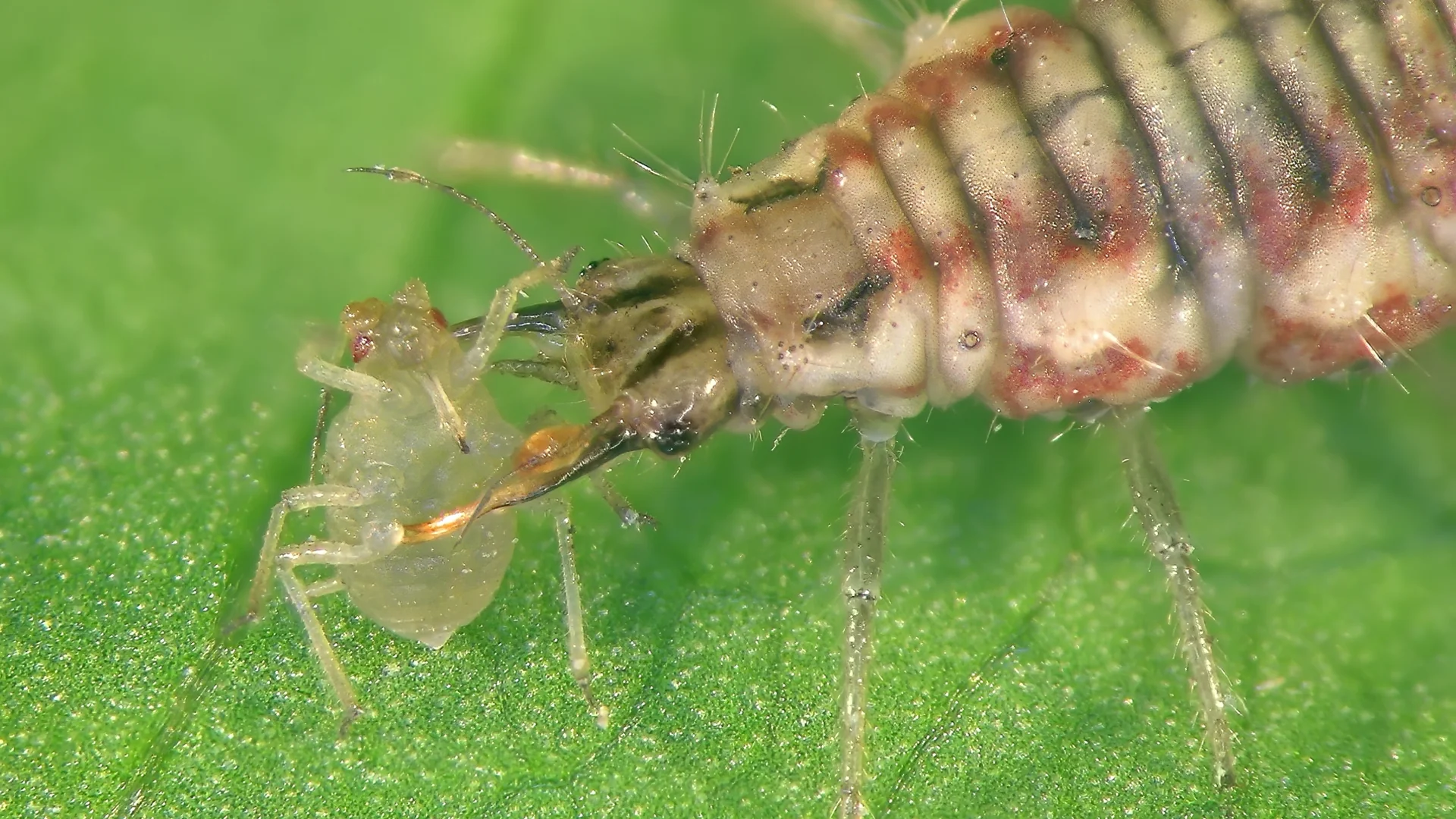 Larva de crisopídeo capturando um pulgão com as mandíbulas sobre uma folha verde.