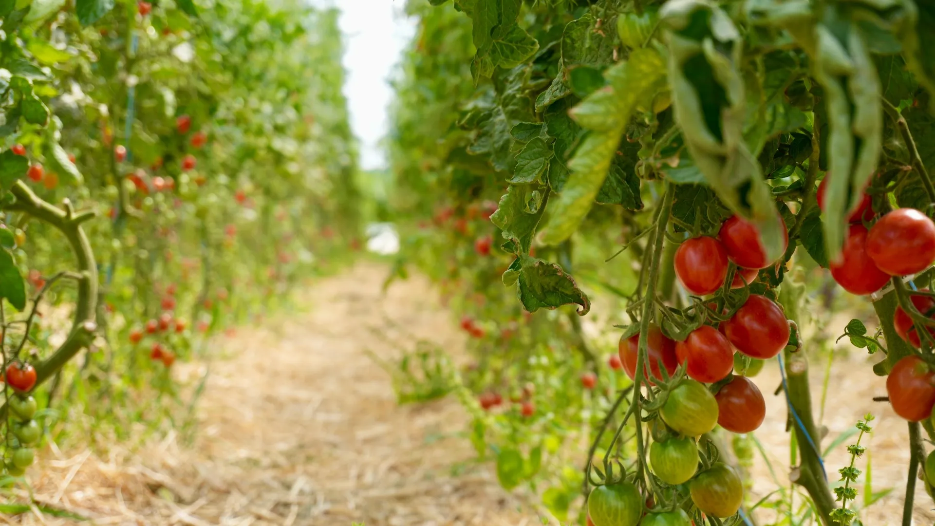 Vista em perspetiva de uma estufa agrícola com fileiras de tomateiros em cultivo.