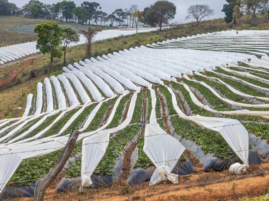Túneis baixos de cultivo protegido cobertos com tecido branco, dispostos em fileiras sobre terreno inclinado."