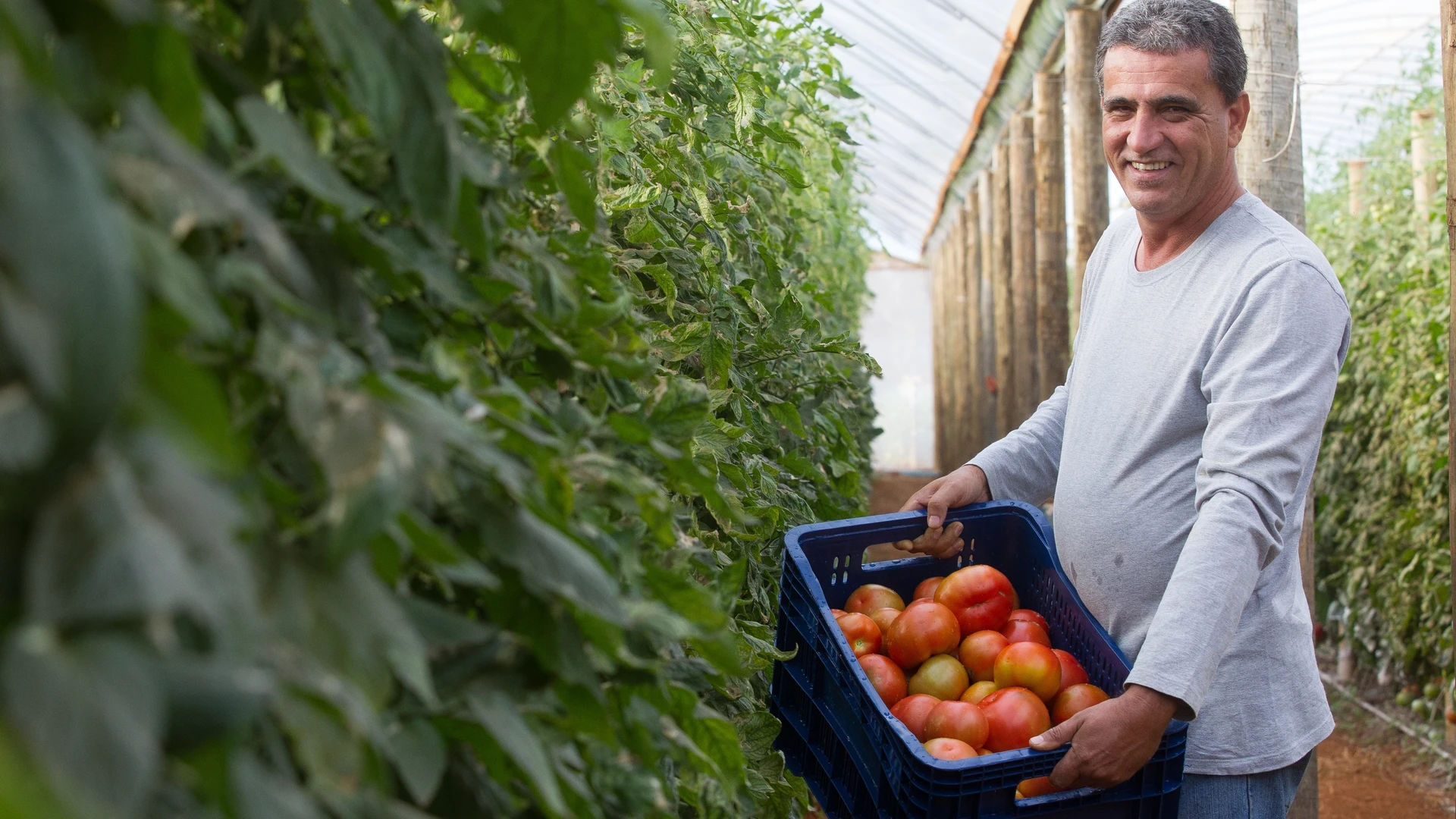 Homem sorridente segurando caixa cheia de tomates colhidos dentro de estufa com plantas ao lado.
