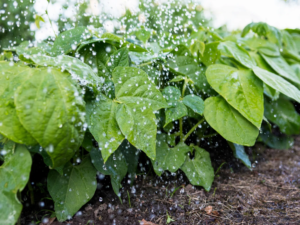 Gotas de água de irrigação caindo sobre folhas verdes de feijoeiro."