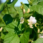 Flores brancas de feijoeiro em close-up, cercadas por folhas verdes e vagens em formação.