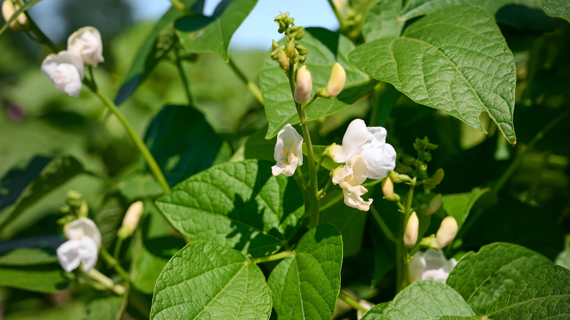 Flores brancas de feijoeiro em close-up, cercadas por folhas verdes e vagens em formação.