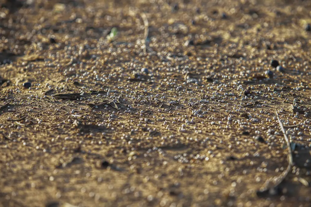 Fertilizante aplicado sobre o solo