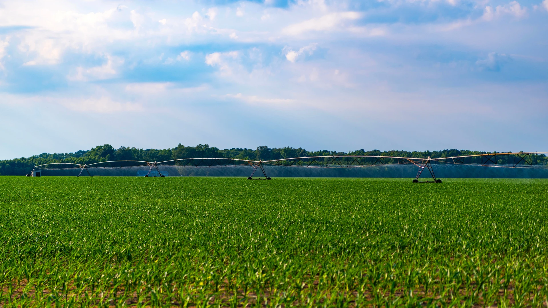 Pivô central irrigando um extenso milharal verde sob céu com nuvens dispersas.