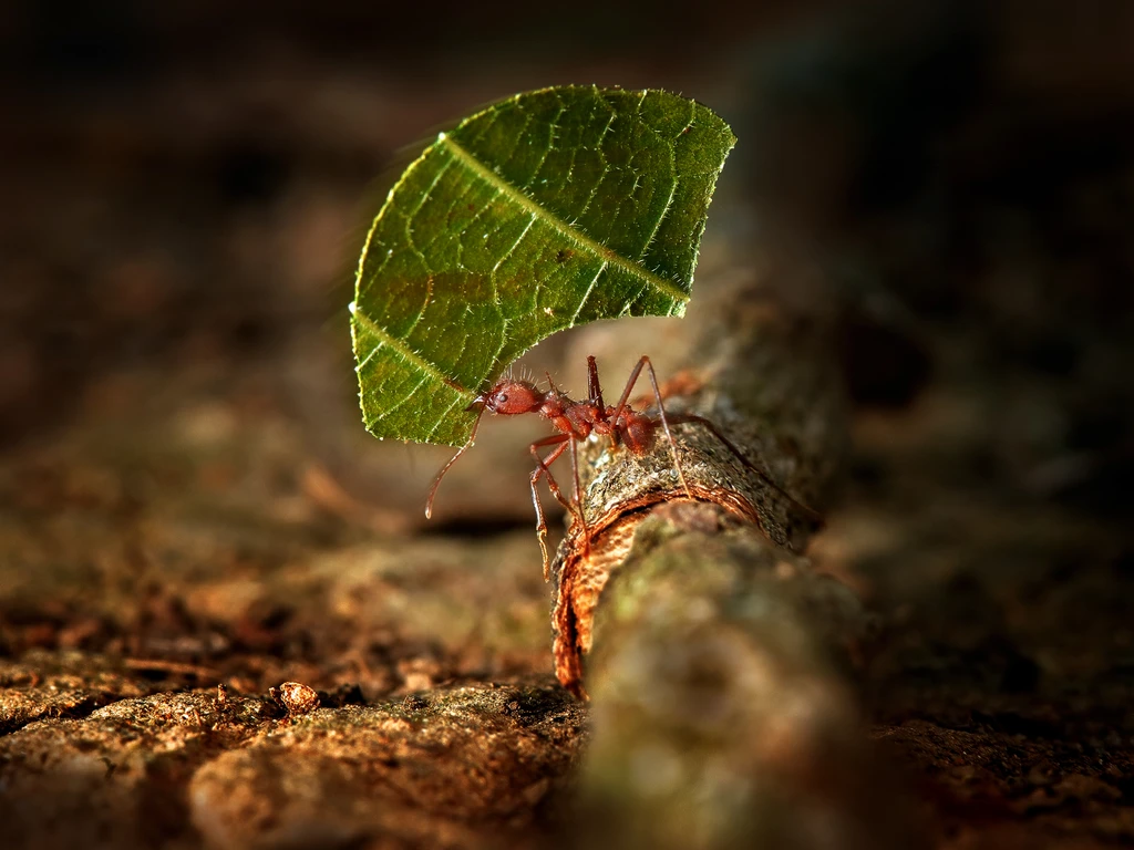 Formiga cortadeira carregando folha verde cortada sobre galho na floresta