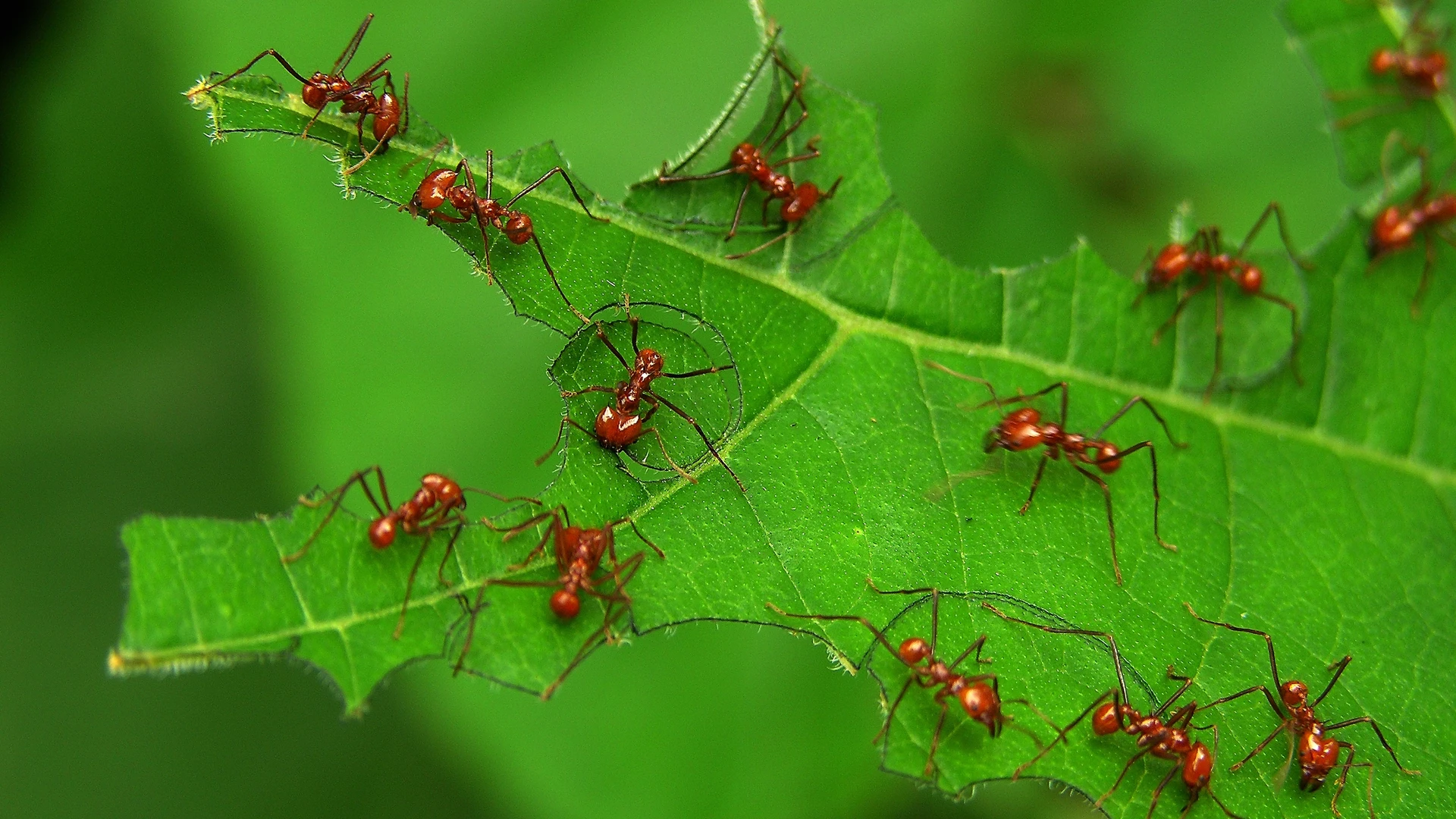 Diversas formigas cortadeiras vermelhas percorrendo e recortando uma folha verde, com pedaços já cortados nas bordas.