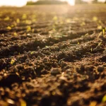 Campo com solo preparado e plântulas emergindo em fileiras sob luz do entardecer