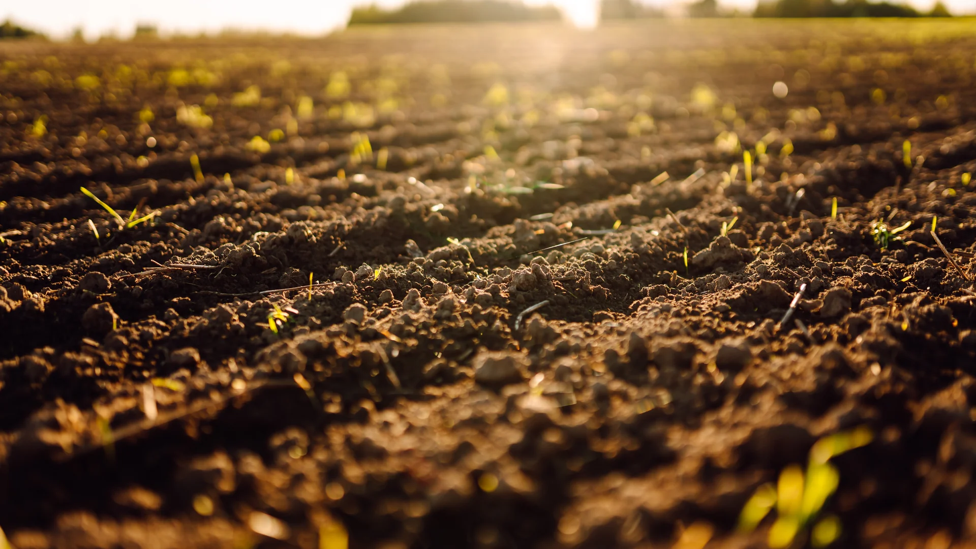 Campo com solo preparado e plântulas emergindo em fileiras sob luz do entardecer