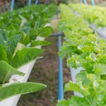 Duas fileiras de canaletas brancas com alface e outras hortaliças verdes crescendo em sistema hidropônico ao ar livre.
