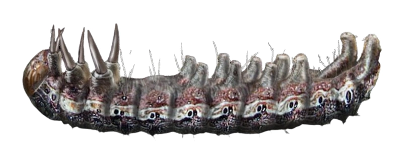 Largarta-elasmo (Elasmopalpus_lignosellus), uma praga inicial da soja