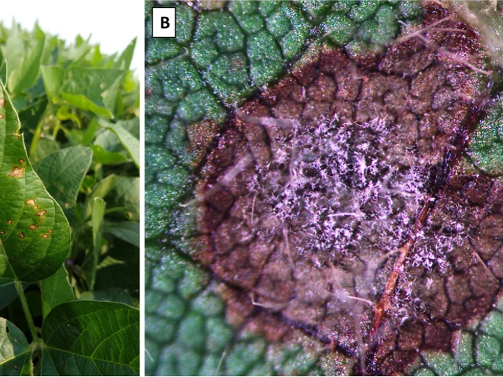 Duas imagens lado a lado: folha de soja com lesões da mancha-olho-de-rã (A) e detalhe microscópico da esporulação do fungo Cercospora sojina (B).