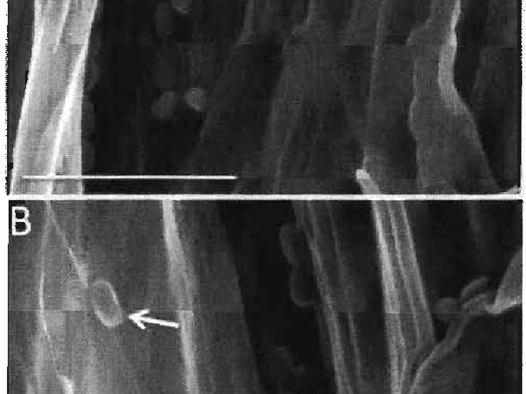 Duas micrografias eletrônicas (A e B) mostrando estruturas microscópicas de conídios de Metarhizium robertsii sobre superfície de inseto.