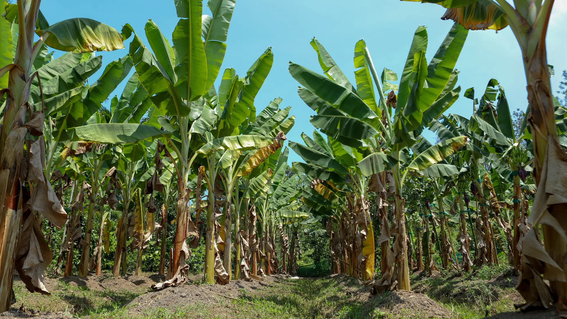 Bananal com fileiras de bananeiras e folhas secas e amareladas pendendo dos pseudocaules