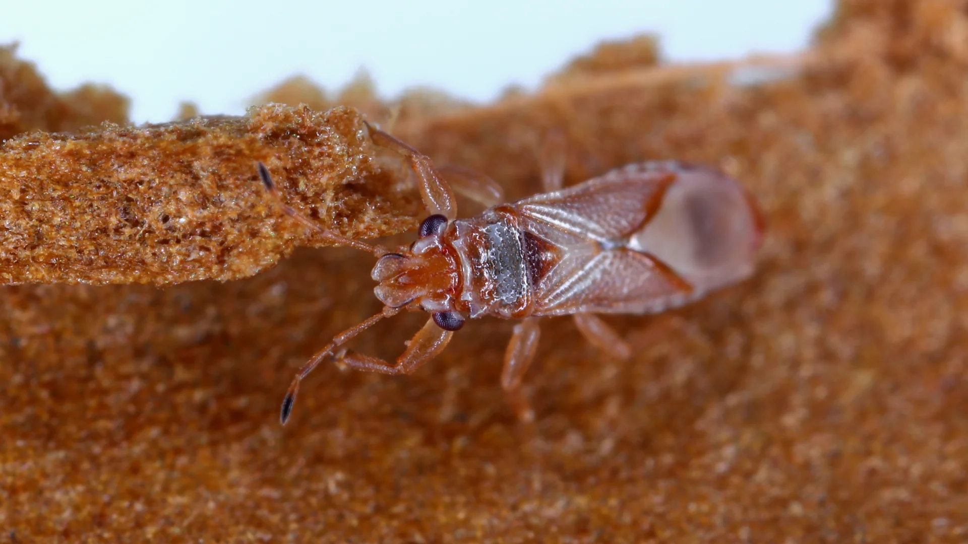 Pequeno percevejo de cor marrom sobre um substrato fibroso, em imagem ampliada.