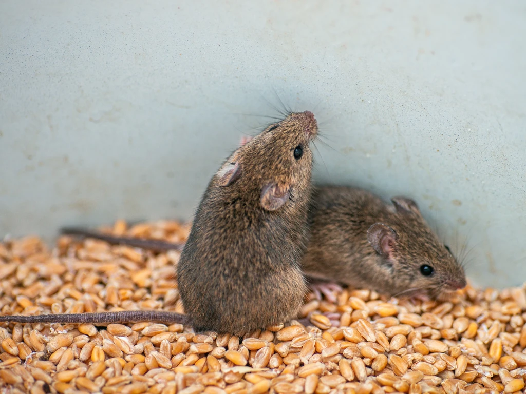 Dois ratos de armazém próximos a grãos de trigo em ambiente de estocagem