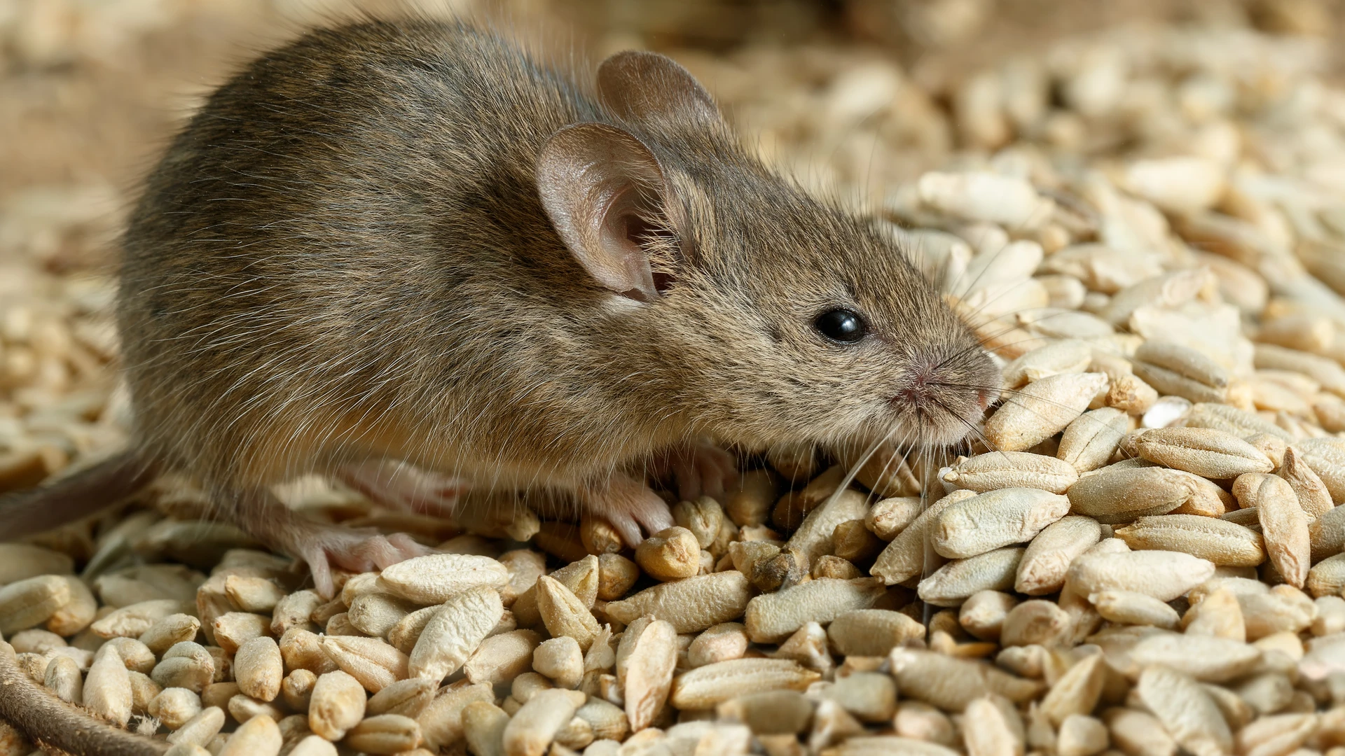 Rato de campo se alimentando de grãos de trigo armazenados em silo