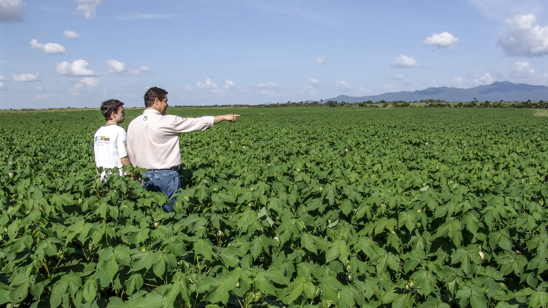 Produtores avaliando lavoura de algodão em pleno desenvolvimento.