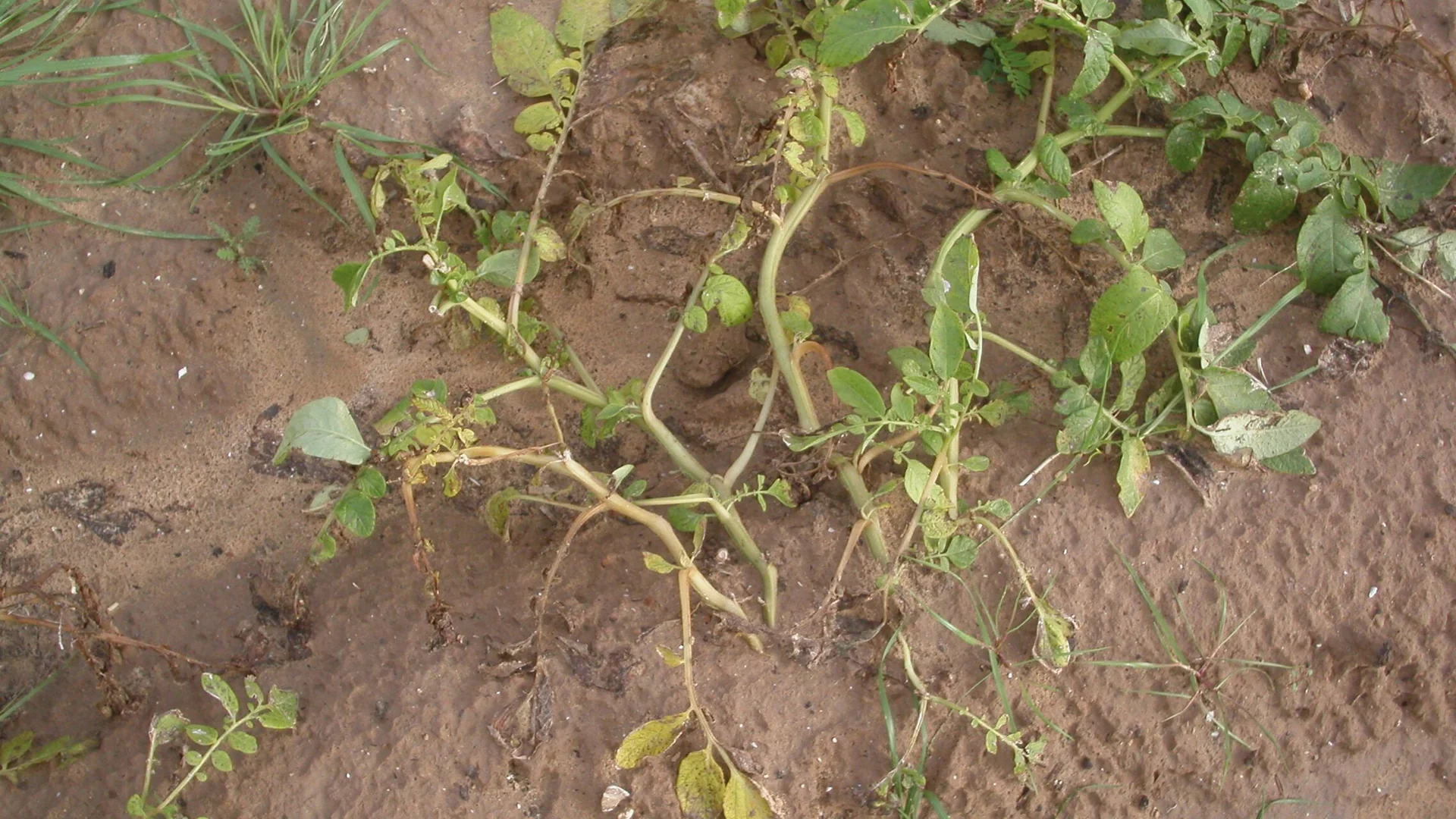 Plantas murchas com folhas amareladas em solo seco, sintoma de murcha causada por Verticillium dahliae