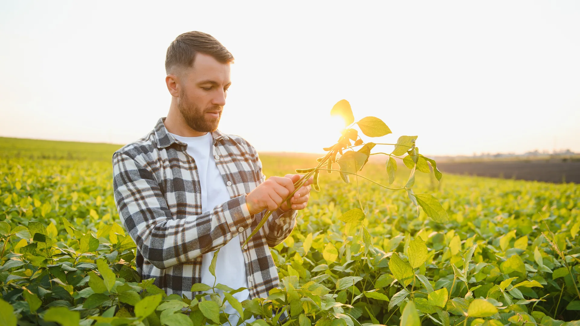 Produtor com tablet avaliando plantas em lavoura de soja
