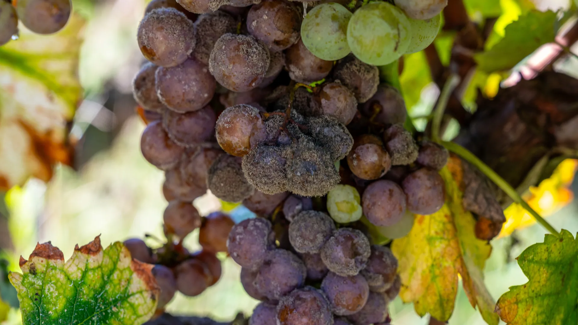 Close de um cacho de uvas claras com muitas bagas murchas, arroxeadas e cobertas por mofo cinza, sinal de podridão-cinzenta (Botrytis cinerea), com algumas uvas ainda verdes e saudáveis. Folhas da videira amareladas e com bordas secas ao redor.
