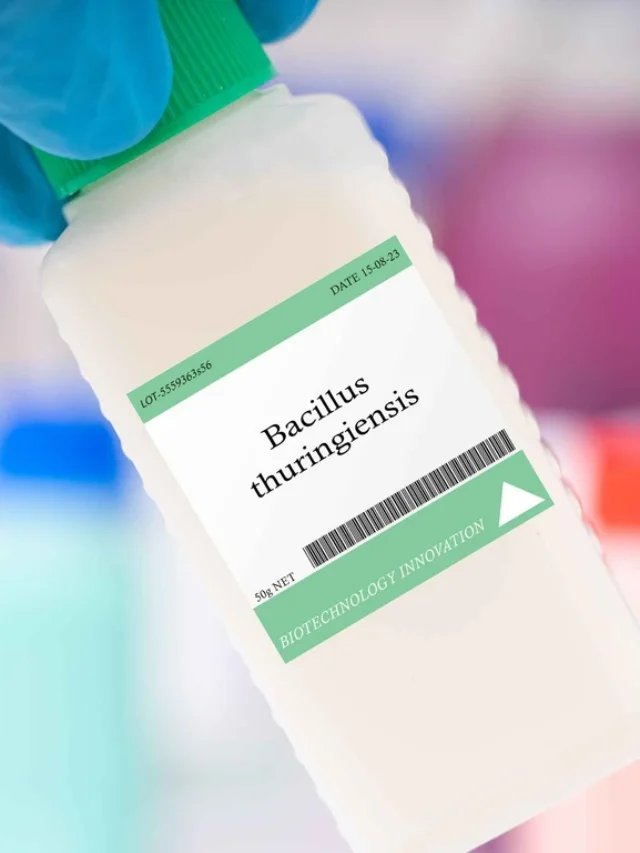 Bacillus thuringiensis: como o Bt age